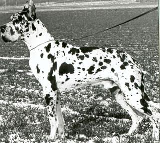 Xander Von Der Nurburg