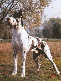 Ch Pit Von Der Ofnethohle