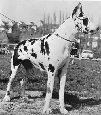 Anke Von Der Pellenz