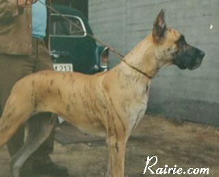 Ch Conny Von Der Romereiche