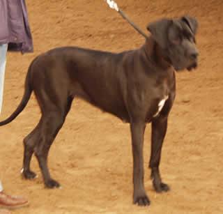 Hatari Von Der Villa Medici