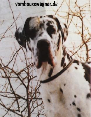 Collin Von Der Waltersburg