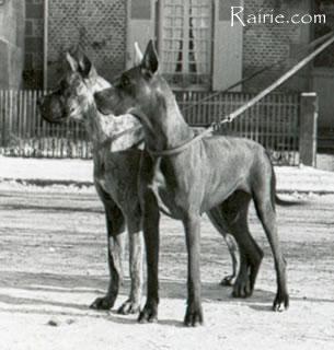 Ch Gitta Von Der Wotanshutte