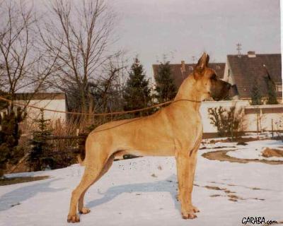 Elgo Von Ferndorftal