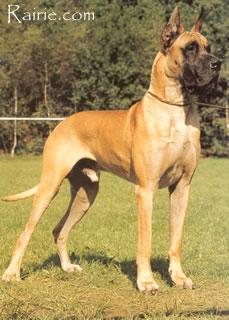 Ch Marco Von Ferndorftal