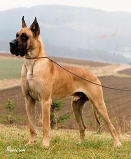 Ch Marco Von Ferndorftal