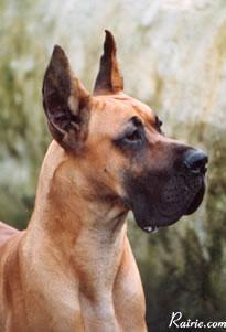 Ch Glenn Von Gistelbeek