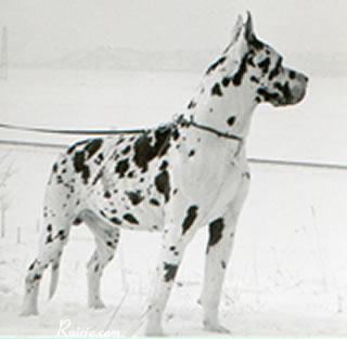 Bento Von Hardenberger Schloss