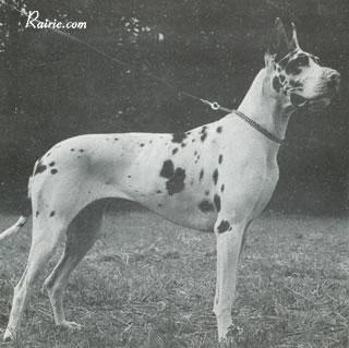 Ch Aviva Von Harlekin