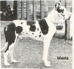 Manta Von Harlekin