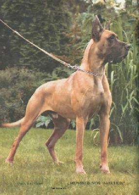 Mephisto Von Harlekin