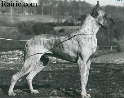 Ch Qalif Von Harlekin