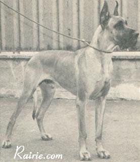 Ch Varus Von Harlekin