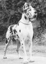 Ch Tranvestit Von Haus Fresena