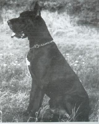 Julius Von Haus Istra