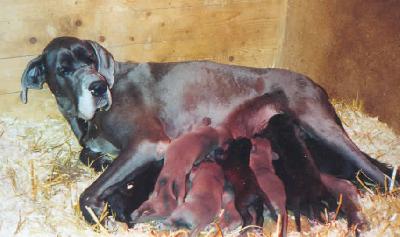 Ashanti Von Haus Tiefenbach