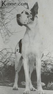 Ch Quintus Von Heidebrunnle