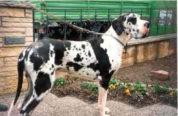 Domingo Von Herrenstriet