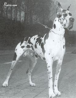 Tristan Von Hochstein