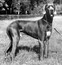 Arnejakob Von Kemperfeld