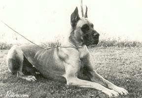 Ch Ares Von Karolingerburg