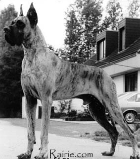 Ch Cyrus Von Klevchen