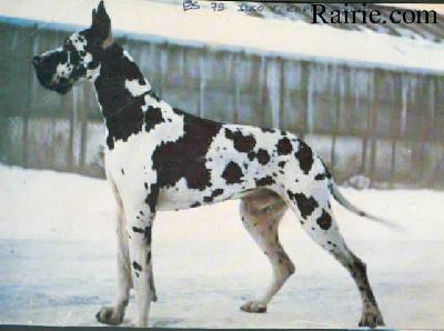 Ilko Von Kopfengrund