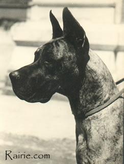 Ch Zinga Von Kuerenberg