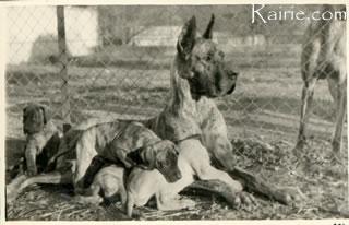 Ch Zinga Von Kuerenberg