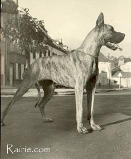 Ch Zinga Von Kuerenberg