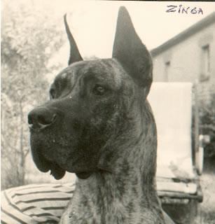 Ch Zinga Von Kuerenberg