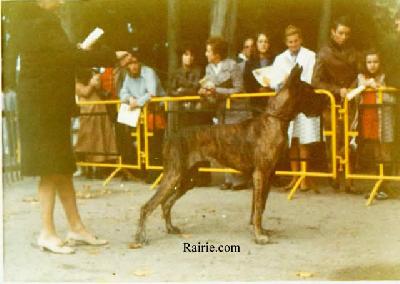 Ch Zinga Von Kuerenberg