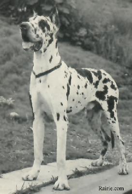 Bandit Von Locknitzsee