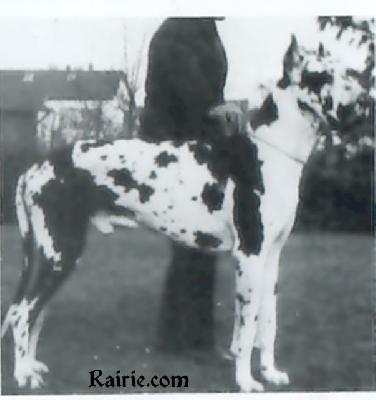 Ch Alf Von Mainperle