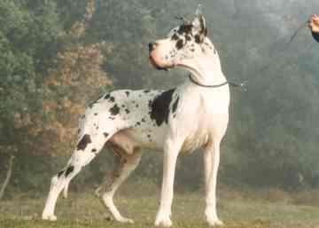 Ch Florian Von Maverick