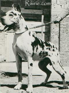 Visko Von Munchhausen