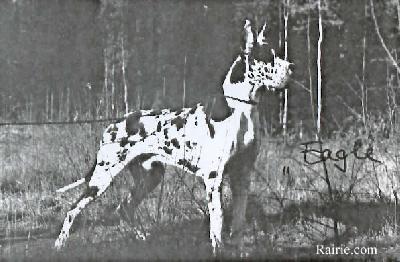 Eagle Von Munsterland