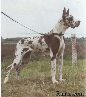 Helena Von Munsterland