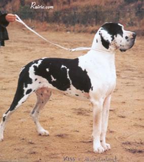 Ch Kiss Von Munsterland