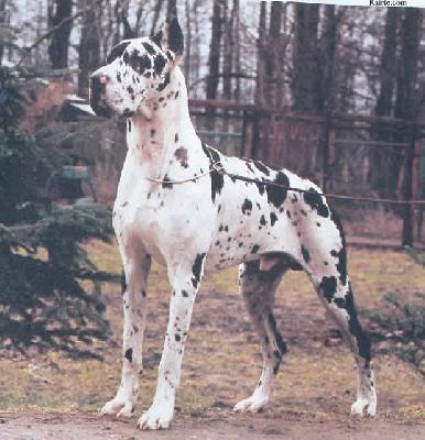 Roman Von Munsterland