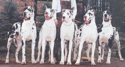 Roman Von Munsterland