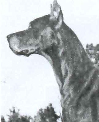 Cerberus Von Normanshof