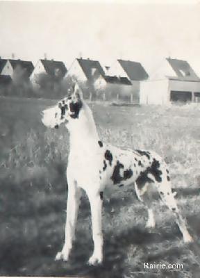 Ch Dolores Von Philosophen Wald