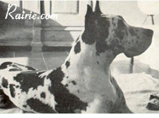 Ch Cato Von Riedstern