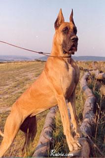 Ch Krabbe Von Rotscheid