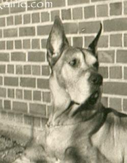 Biene Von Schellhorn