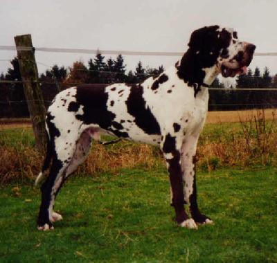 Andropow Von Schlesien