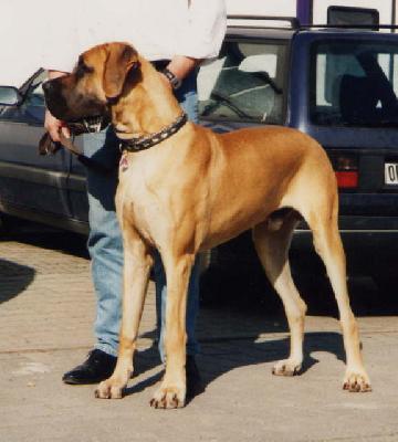 Chajkowski Von Schlesien