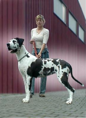 Malenka-maja Von Schlesien
