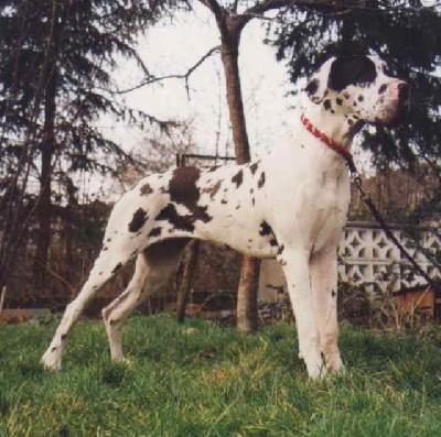 Nadjeschda-dascha Von Schlesien